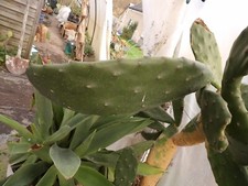 Opuntia anacantha 1cutting 1 bouture succulent frosthardy outdoor