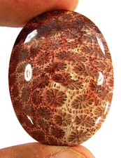 41.75 Ct Corail Fossile