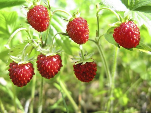 100 graines fraise des - de, bois