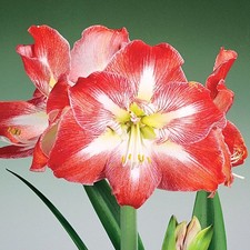 Hippeastrum Amaryllis Bulbe