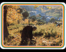 NOCARIO CASTAGNICCIA (CORSICA) CHESTNUT HARVEST 1980 period