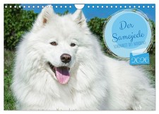 Le samoyède - beauté du Nord