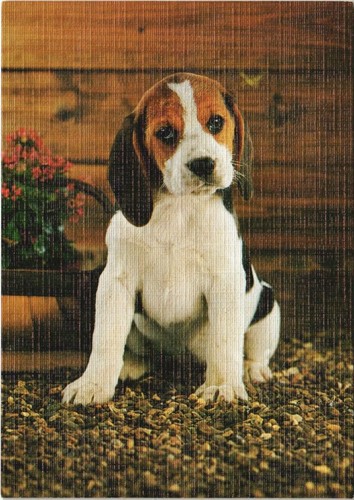Cpa beagle baby dog - baby,