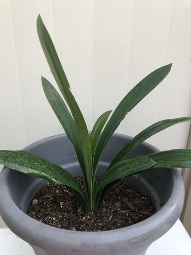 Clivia miniata bush lily - clivia,