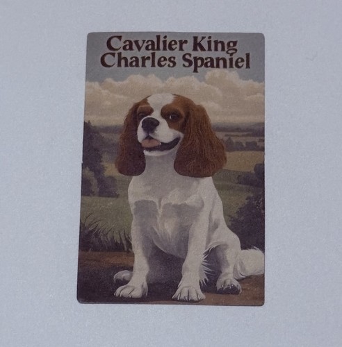 Cavalier king charles - king, spaniel