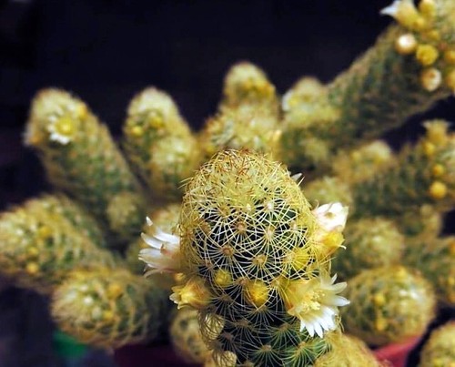 Graines mammillaria - de,