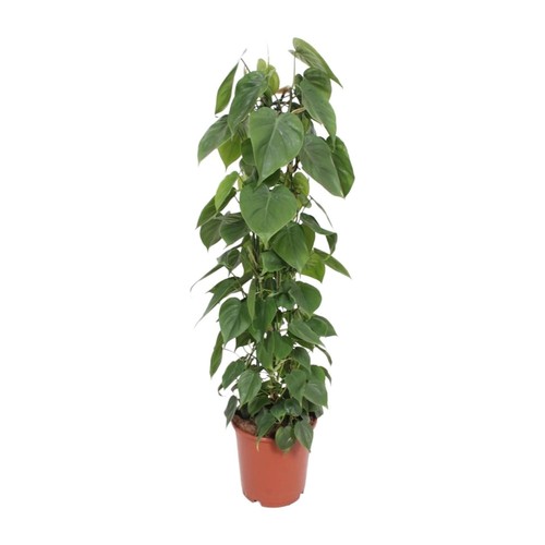 Plante intérieur - plante, d'intérieur