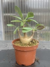 OTHONNA TRIPLINERVIA POT9CM