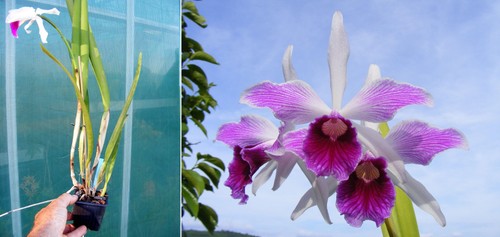Laelia purpurata var striata - purpurata, var.