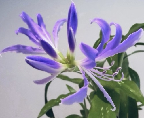 Miniature blue - miniature,