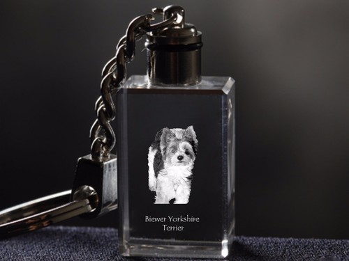 Biewer terrier chien - biewer, terrier,