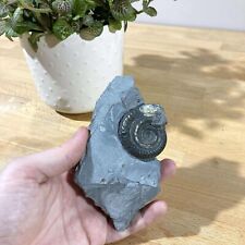 Ammonite fossil on natural stone block, prehistoric specimen decoration