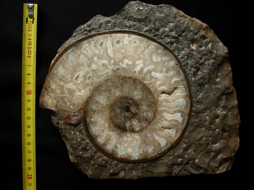 Coupe harpoceras subplanatum - d'harpoceras,