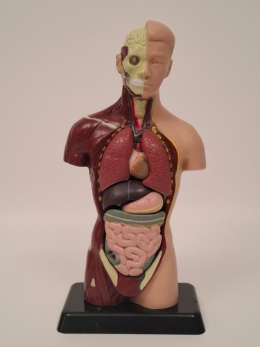 Ecorche cabinet curiosites - ecorche, de