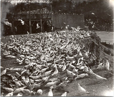 A Vintage Print Pigeon Aviary, Silver Print 10X15 Circa 190