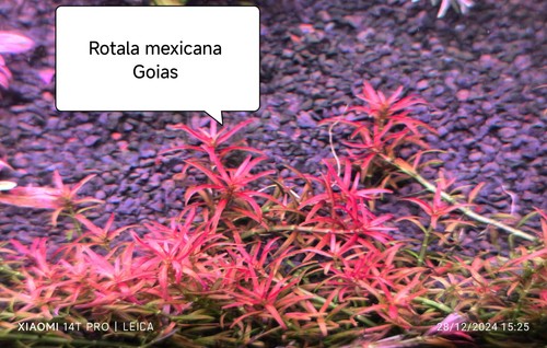 Brins rotala mexicana - 2,