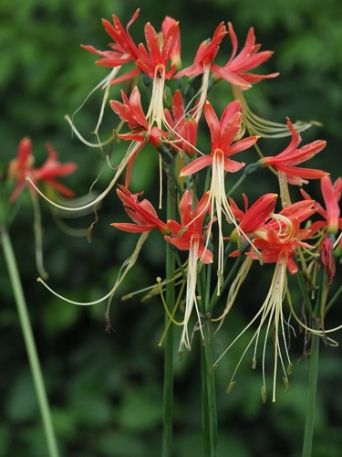 Eucrosia bicolor rare bulb - 2,
