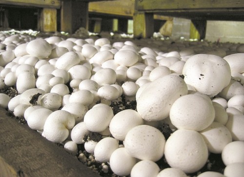 Mycélium champignons de - mycélium,