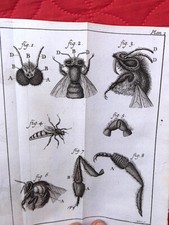 APICULTURE Histoire Naturelle