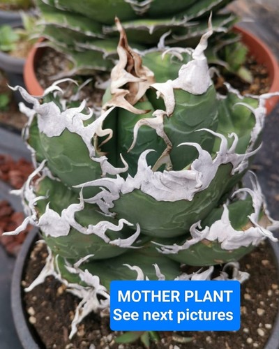 Agave titanote diable blanc - agave,