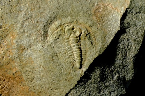 Trilobite fossile cambrien - fossile,