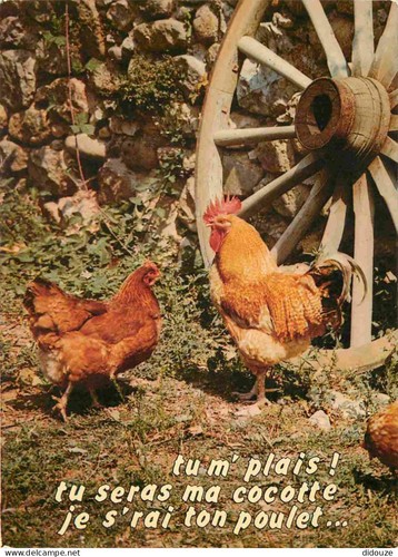 Carte postale animaux - carte,