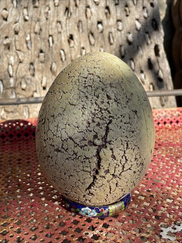 Oeuf autruche en - oeuf,