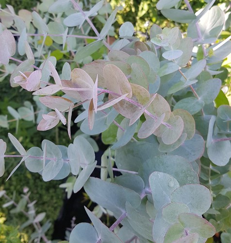 Eucalyptus cinerea silver - eucalyptus, 'silver