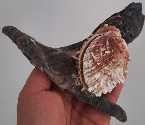 Curiosité taxidermie - curiosité,