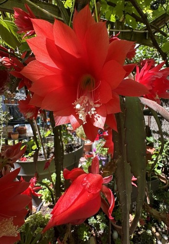 Epiphyllum rouge cactus - epiphyllum, .