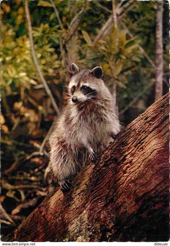 Postcard animaux raccoon - animaux,