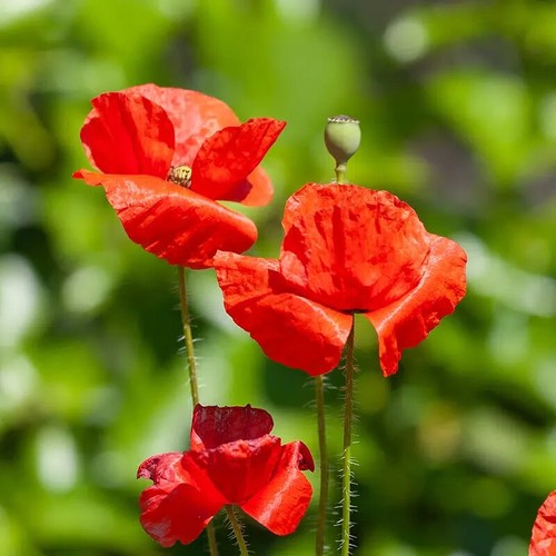 100 graines coquelicot simple - 100,