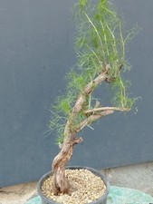 Bonsaï Artemisia Capillaris