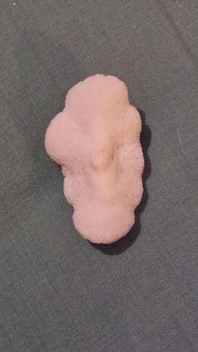 Corail manicina 2 - manicina, n°2