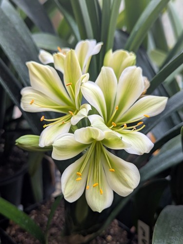 Clivia miniata hirao n - "hirao", n*2