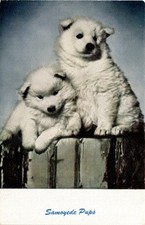 Samoyede Pups, Standard Arts, Address, No. 88, Berkeley, California Postcard