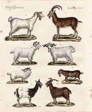 Zèbres, Moutons, Boucs