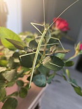 🪴 Phasme vivant - Phasme