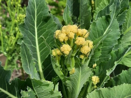 Graines brocoli - graines,