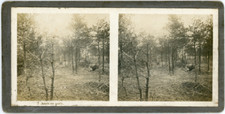 Stereo, War Scene, Forest Shelters Vintage Stereo Card - Silver Print