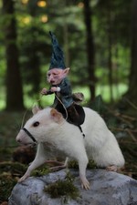 taxidermie rat taxidermy rat