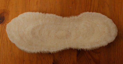 Coquillage lot 2 - lot,
