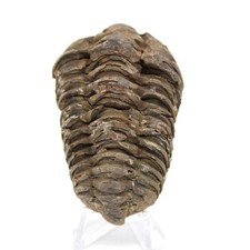 Trilobite du Maroc 70gr 70mm