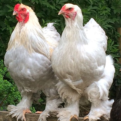 Farm fresh hatching - hatching, eggs