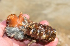 ammonite Douvilleiceras mammilatum  albien de Mahajanga Madagascar 103 mm