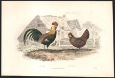 1853 Gravure aquarellée Coq