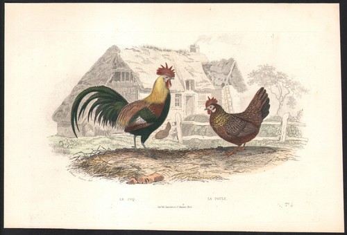 1853 gravure aquarellée coq - 1853,