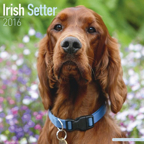 Calendrier 2016 setter - calendrier,