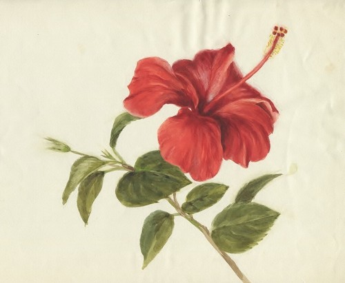 Fleur hibiscus aquarelle - d'hibiscus,