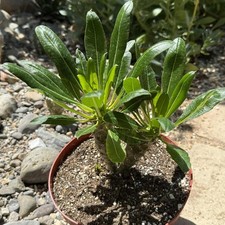 Pachypodium  lamerei 'ramosum'